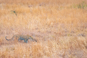 cheetah in the grass