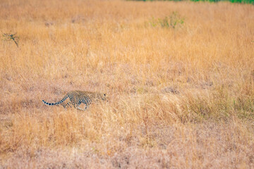 Obraz na płótnie Canvas cheetah in the grass