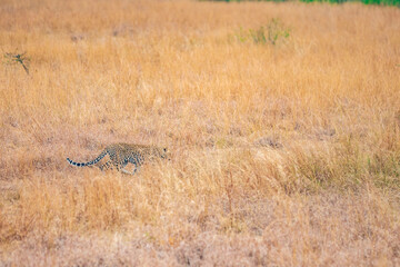 cheetah in the grass