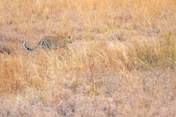 cheetah in the grass