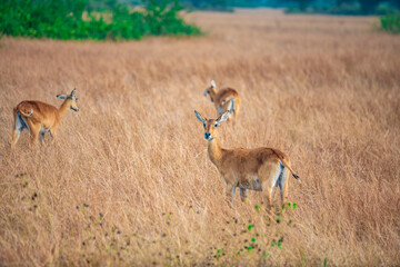 antelope in the savannah