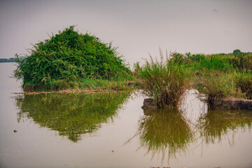 reeds in the lake