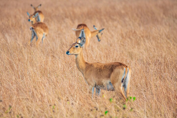 antelope in the grass