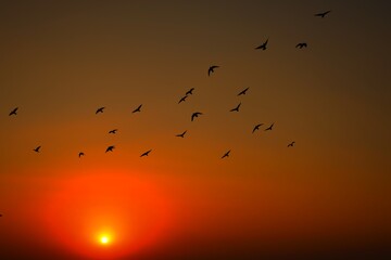 Domestic pigeons / feral pigeon (Gujarat - India) flock in flight against blue sky