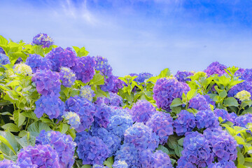 初夏の青空とあじさい © あんみつ姫