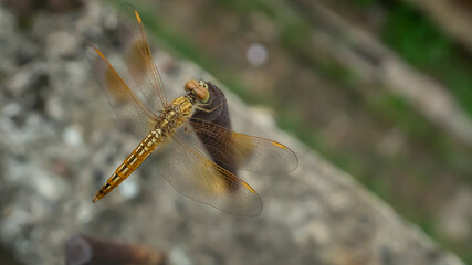 Macro shot of a dragon fly with a nice soft background 