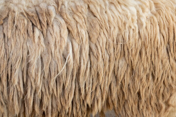 Close up of Unwashed Raw Sheep Wool in Natural Color, Lambs wool texture, background close up, Soft sheep wool with curls.