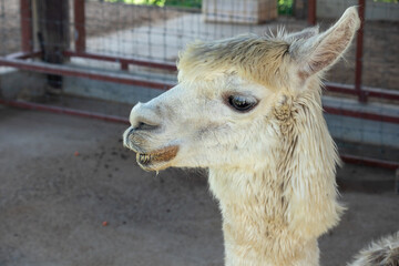 Obraz premium Cute Alpaca on the farm. Beautifull and funny animals.