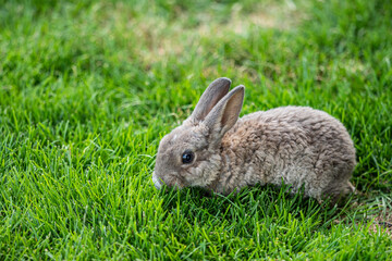 close up of an adorable young bunny with curled fur eating on green grass field 