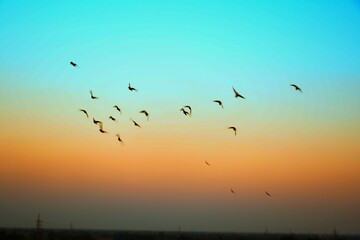 Fototapeta premium Domestic pigeons / feral pigeon (Gujarat - India) flock in flight against blue sky