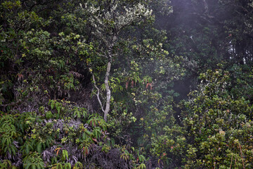 Misty tropical foliage alongside the steam vents, which generate hot atmospheric water vapor, in Hawaii Volcanoes National Park on the Big Island.