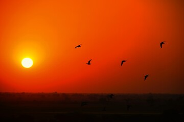 Domestic pigeons / feral pigeon (Gujarat - India) flock in flight against blue sky