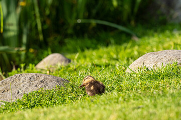 cute duckling scratching its neck with its palm on green grass field under the sun