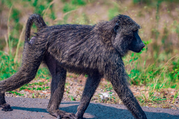 Baboon on the road side 
