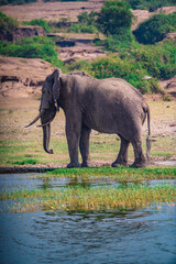 Fototapeta premium elephant