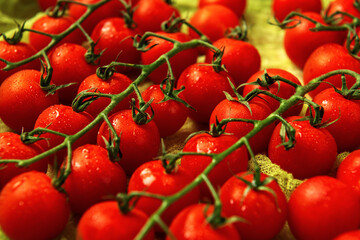A few trusses of red wet cherry tomatoes on green gauze background.