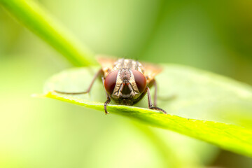 Diptera on green leaf in the forest with blurred green background. House Fly or Musca domesticastand on the leaves.