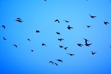 Domestic pigeons / feral pigeon (Gujarat - India) flock in flight against blue sky