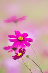 Fototapeta premium コスモス