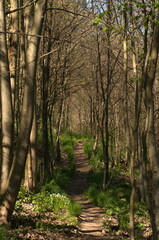 forest path between trees in spring