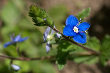 speedwell, flower with blue petals, wildlife flower