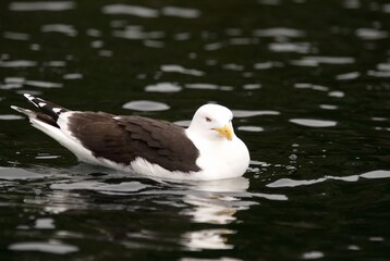 seagull on the sea surface
