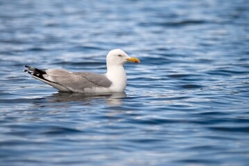 Fototapeta na wymiar seagull on the blue sea surface