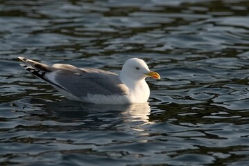 seagull on the blue sea surface
