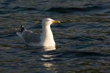Fototapeta premium seagull on the blue sea surface