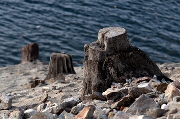 Old tree trunks on the shore of a lake