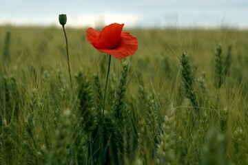 Obraz premium herbal plant with red flowers growing in a field