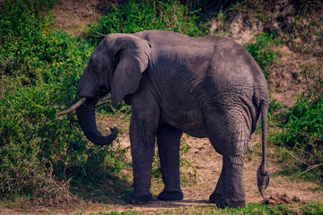 Fototapeta premium elephant