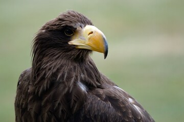 Fototapeta premium golden eagle sitting and waiting for prey
