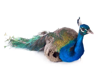 Raamstickers peacock © cynoclub