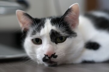 black and white cat resting on the floor
