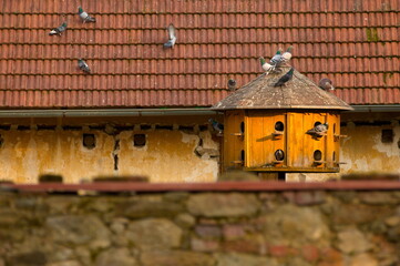 old yellow wooden birdhouse with pigeons