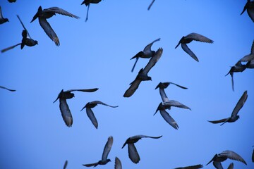 Domestic pigeons / feral pigeon (Gujarat - India) flock in flight against blue sky