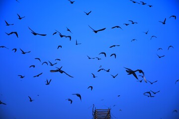 Domestic pigeons / feral pigeon (Gujarat - India) flock in flight against blue sky