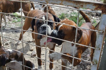 Two boxer dogs behind a wire fence