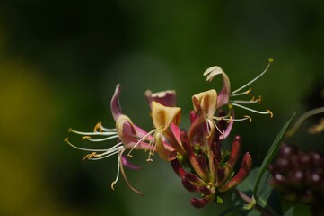 close up of red and yellow honeysuckle 'Lonicera' flower with soft focus natural background