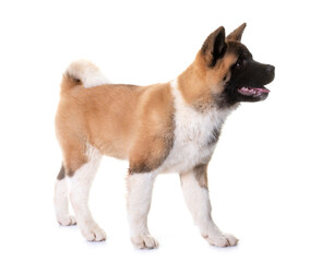 puppy american akita
