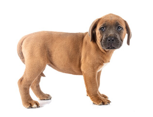 puppy cane corso