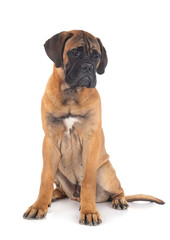 young bullmastiff in studio