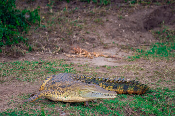 crocodile