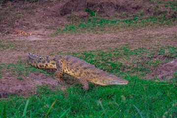 crocodile