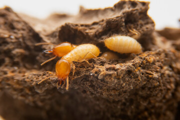 Group of the small termite on decaying timber. The termite on the ground is searching for food to feed the larvae in the cavity.