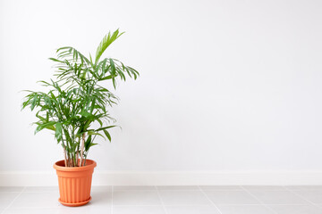 Green Bamboo Plant in a pot on a white wall,Decor in living room with empty space.