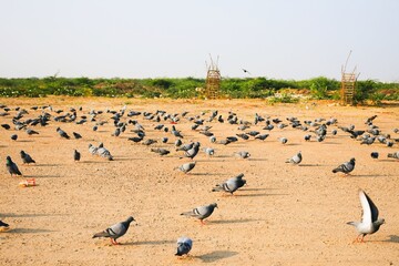 Fototapeta na wymiar Domestic pigeons / feral pigeon (Gujarat - India) flock in flight against blue sky