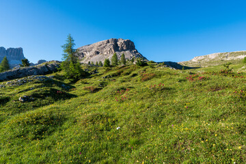 Fototapeta na wymiar Alps wild nature, blossoming meadow in Dolomiti glacier, ideal for wallpaper or nature calendar