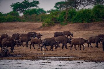 Naklejka premium buffalo in the field